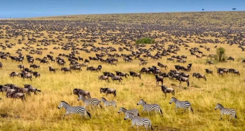 8-Day Serengeti Great Migration Tour - Mara River Crossing - Introduction: A Close-Up Look at the 8-Day Serengeti Great Migration Tour