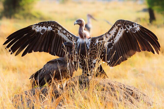 8 Day Serengeti Safari During the Calvin Season - Transportation, Guides, and Logistics