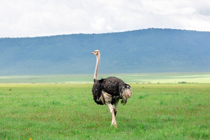8 Day Serengeti Safari During the Calvin Season - Authentic Encounters and Guide Expertise