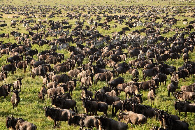 8 Day Serengeti Safari During the Calvin Season - Who This Tour Is Best For