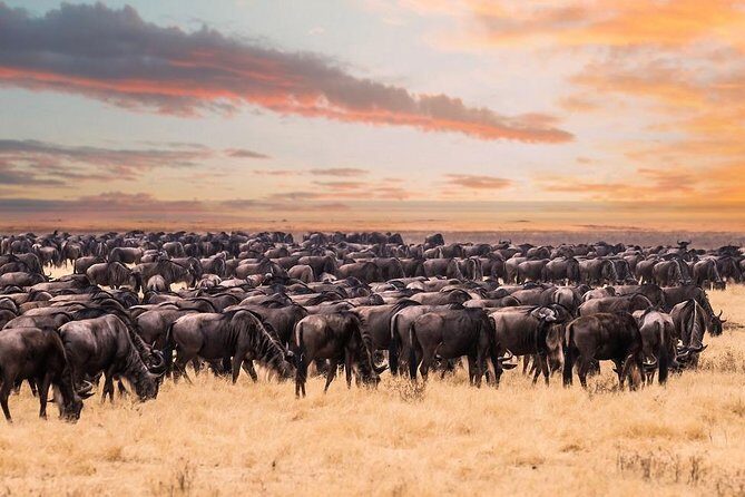 8 Day Spectacular Migration Serengeti mid -Range Tanzania Safari - The Full Scoop on This 8-Day Tanzania Safari