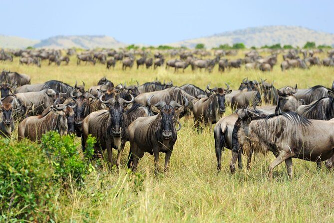 8 Day Spectacular Migration Serengeti mid -Range Tanzania Safari - The Bottom Line