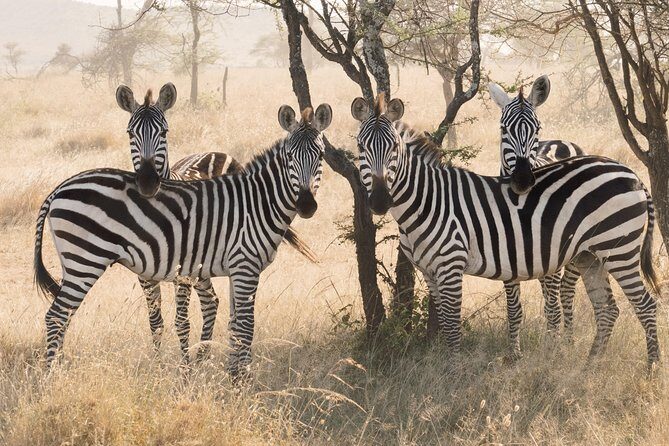 8 Day Spectacular Migration Serengeti mid -Range Tanzania Safari - Final Thoughts