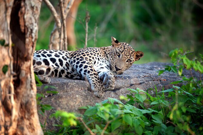 8-Day Sri Lanka Tour from Colombo  Sigiriya, Kandy & Mirissa - Key Points