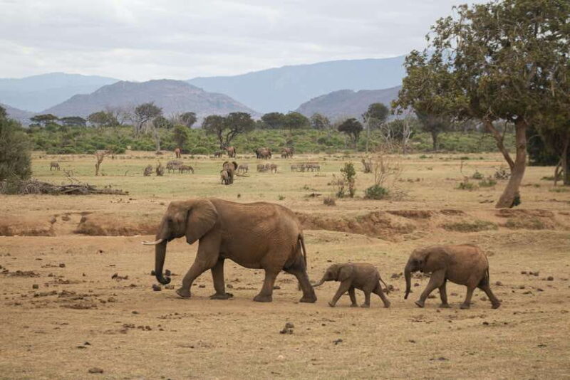 8-Day Sri Lanka Tour: History, nature, culture, wildlife - A Deep Dive into the 8-Day Sri Lanka Adventure