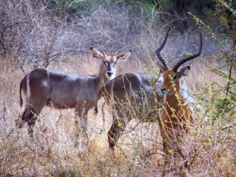 8-Day Ultimate Kenya Safari: Mara, Nakuru, Amboseli & Tsavo - The Value Proposition