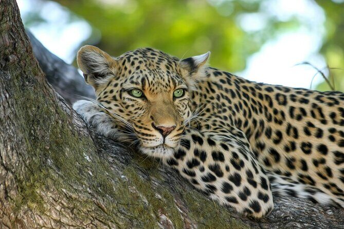 8 Days / 7 Nights 2021 / 2022 Wildebeest Migration Safari - Maasai Mara Reserve - An In-Depth Look at the Safari Experience