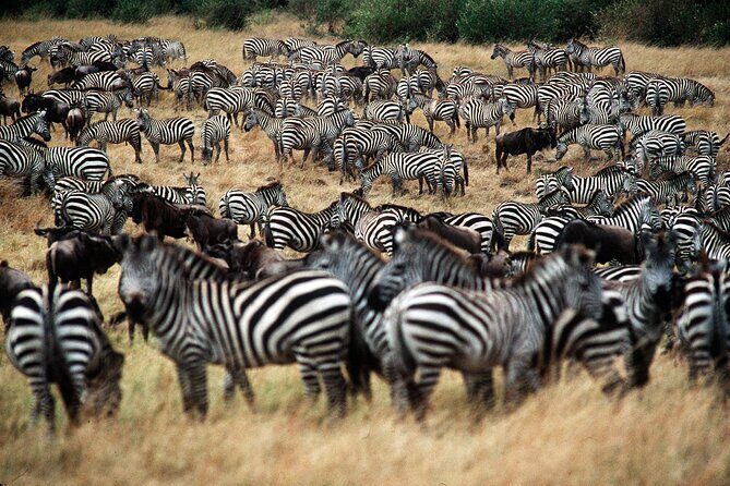 8 Days / 7 Nights 2021 / 2022 Wildebeest Migration Safari - Maasai Mara Reserve - Authenticity and Value