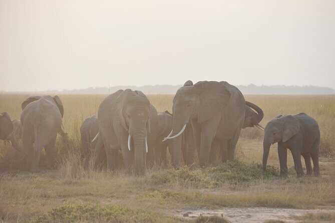 8 Days / 7 Nights 2021 / 2022 Wildebeest Migration Safari - Maasai Mara Reserve - Summary
