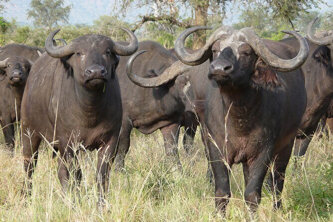 8 Days / 7 Nights 2021 / 2022 Wildebeest Migration Safari - Maasai Mara Reserve - FAQ