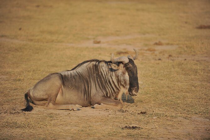 8 Days / 7 Nights 2021 / 2022 Wildebeest Migration Safari - Maasai Mara Reserve - Final Thoughts