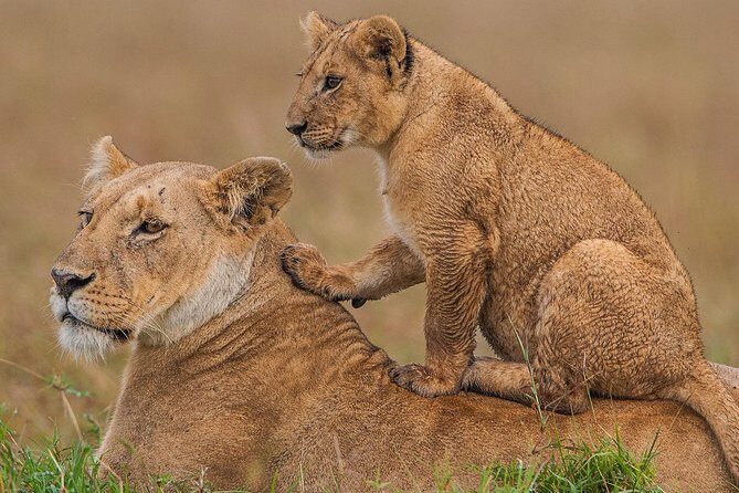 8 days 7 nights best Kenya and Tanzania private lodging safari - Key Points