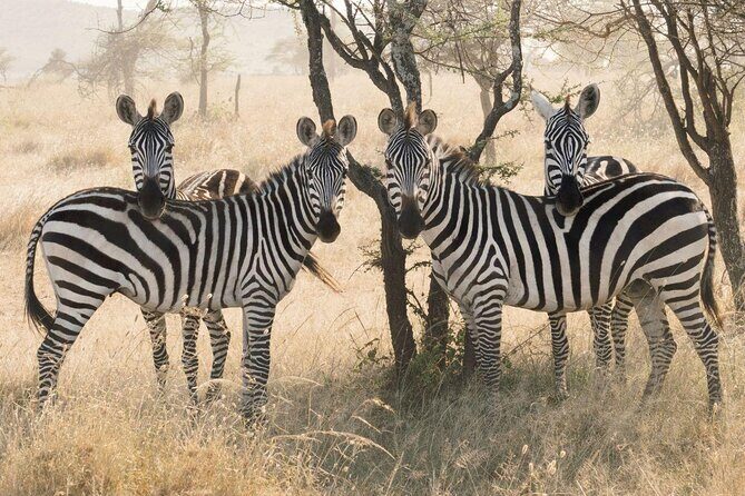 8 days 7 nights best Kenya and Tanzania private lodging safari - Introduction: What’s This Safari All About?