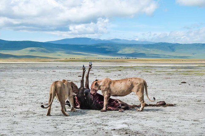 8 days 7 nights best Kenya and Tanzania private lodging safari - Who Will Love This Safari?