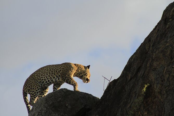 8 Days 7 Nights Private Lodge Safari - What Makes This Safari Stand Out