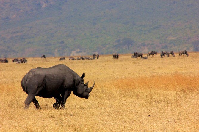 8 Days 7 Nights Tanzania Wildlife & Culture Lodge Safari - Why This Tour Offers Good Value