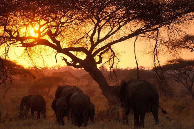8 Days 7 Nights Tanzania Wildlife & Culture Lodge Safari - The Sum Up