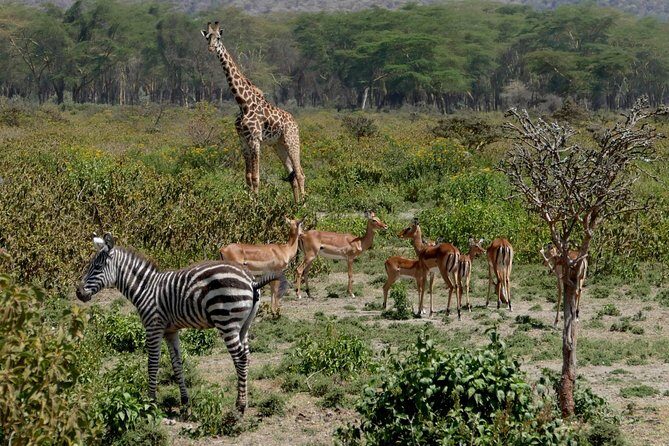 8 Days Amboseli lake Nakuru Masai Mara lake Naivasha safari - An In-Depth Look at the Itinerary