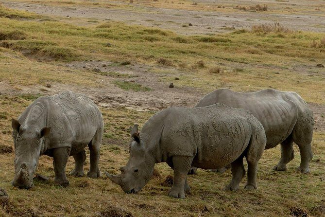 8 Days Amboseli lake Nakuru Masai Mara lake Naivasha safari - The Sum Up