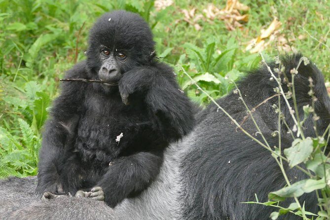 8 Days Amboseli lake Nakuru Masai Mara lake Naivasha safari - FAQs