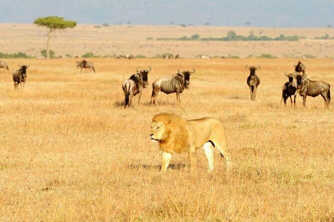 8 Days Best of Kenya and Tanzania Safari from Nairobi - Why This Tour Represents Good Value