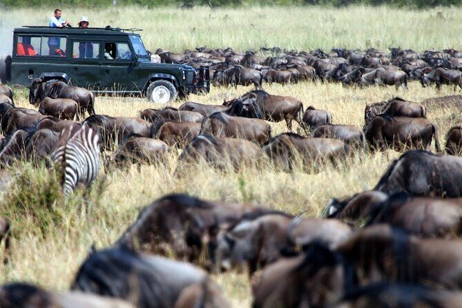 8 Days Combined Kenya And Tanzania Luxury Safari - Key Points