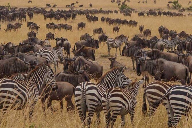8 Days Exploring Tanzania Northern Circuit National Parks - Authentic Experiences and Practical Insights