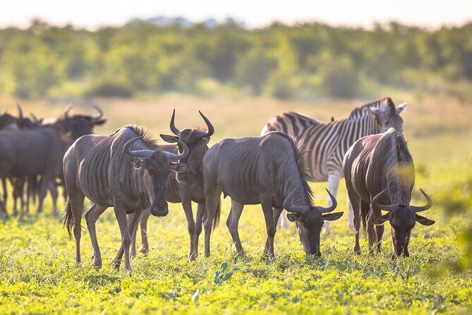 8 Days Follow the Wildebeest Migration River Crossing Safari - The Breakdown of the Itinerary: What You Can Expect