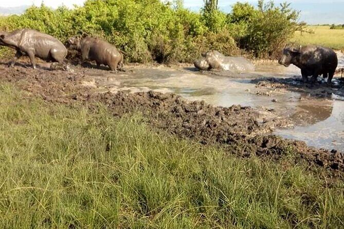 8 Days Gorillas, Primates & Wildlife Safari Uganda Safari - The Itinerary Breakdown: What to Expect Each Day