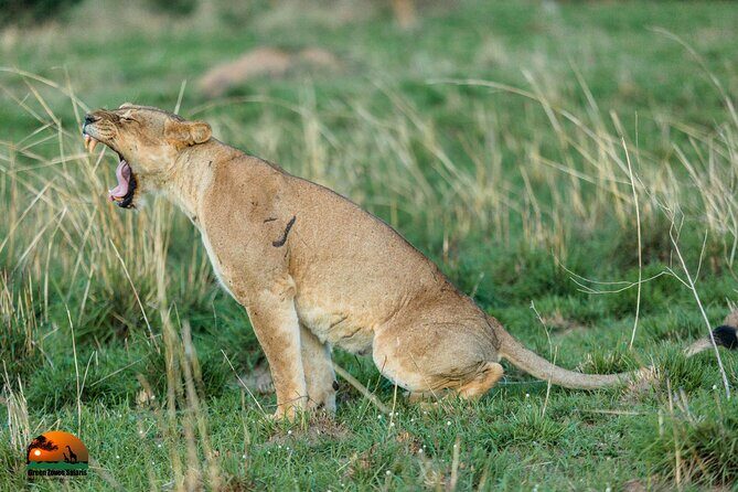 8 Days Gorillas, Primates & Wildlife Safari Uganda Safari - How Does the Price Reflect the Value?