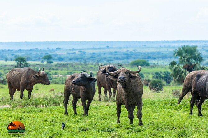 8 Days Gorillas, Primates & Wildlife Safari Uganda Safari - The Sum Up: Who Should Consider This Tour?