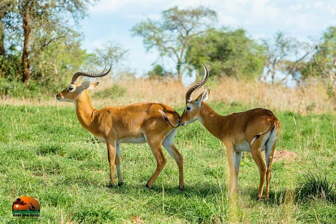 8 Days Gorillas, Primates & Wildlife Safari Uganda Safari - FAQ: Common Practical Questions