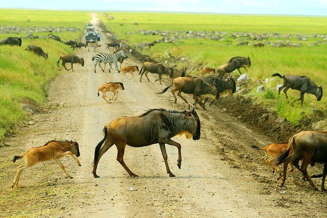 8 Days Great Migration - Grumeti River - Why Consider This Safari?