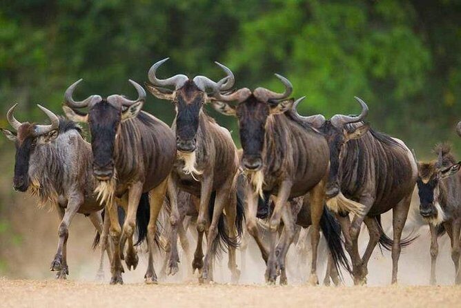 8 Days Great Migration - Grumeti River - The Itinerary: What You Can Expect