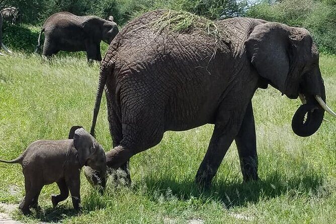 8 Days Great Wildebeest Calving Migration Safari from Arusha - Exploring the Itinerary in Detail