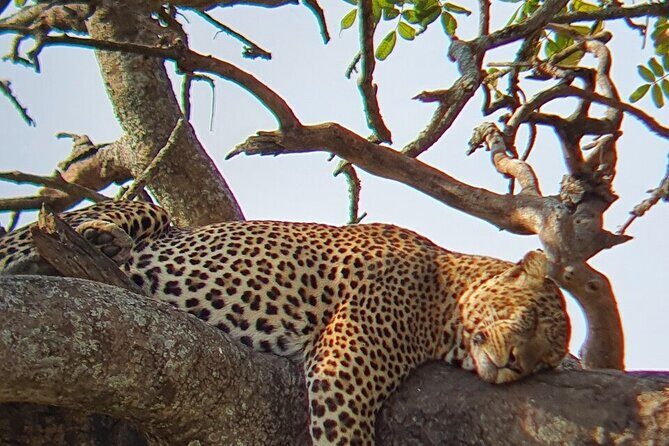 8 Days Great Wildebeest Calving Migration Safari from Arusha - Day 3: Lake Manyara National Park