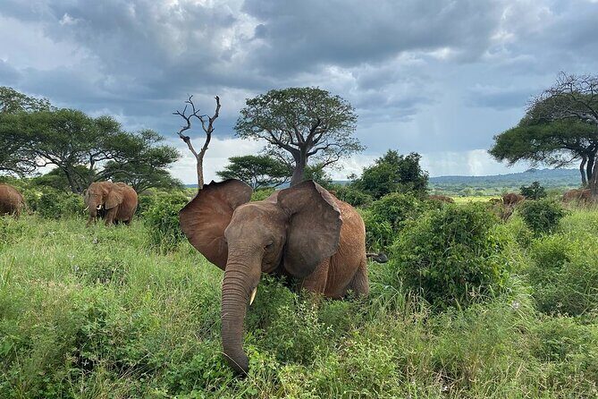 8 Days Great Wildebeest Calving Migration Safari from Arusha - Day 6: Central Serengeti