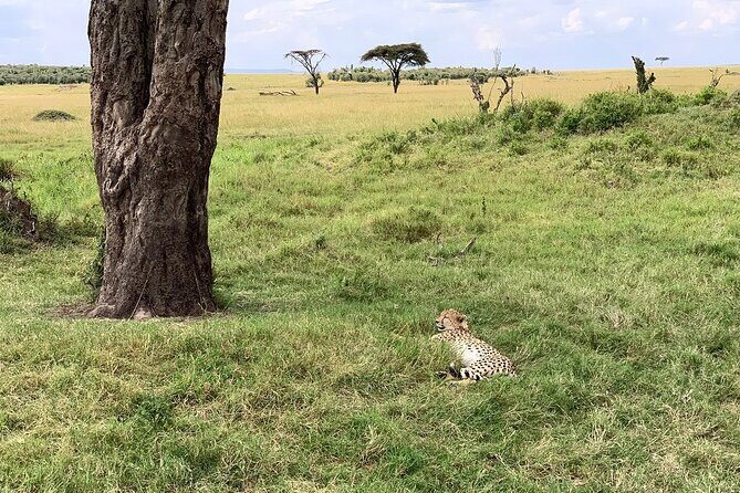 8 Days Great Wildebeest Calving Migration Safari from Arusha - Day 8: Cultural Tour and Return
