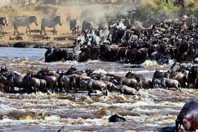 8 Days Great Wildebeest Migration - Mara River Crossing - The Itinerary Breakdown: What You Can Expect Day by Day