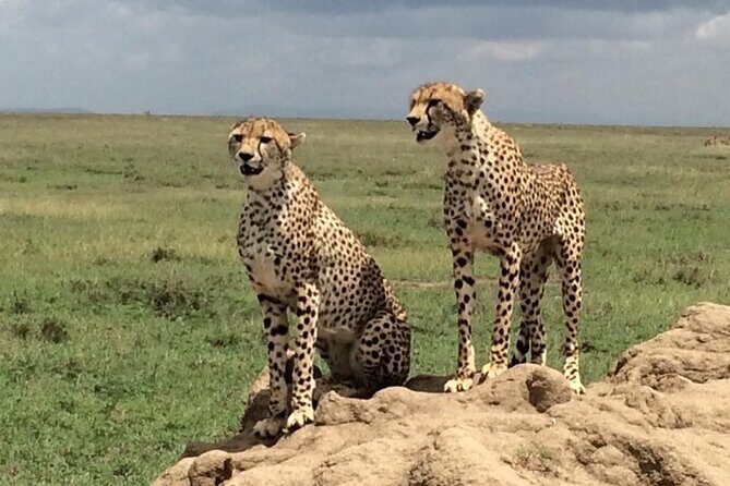 8 Days Green Season Offer - Luxury Serena Safari - Practical Tips for Future Travelers