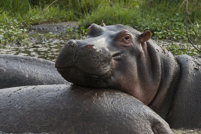 8 Days Green Season Offer - Luxury Serena Safari - The Sum Up