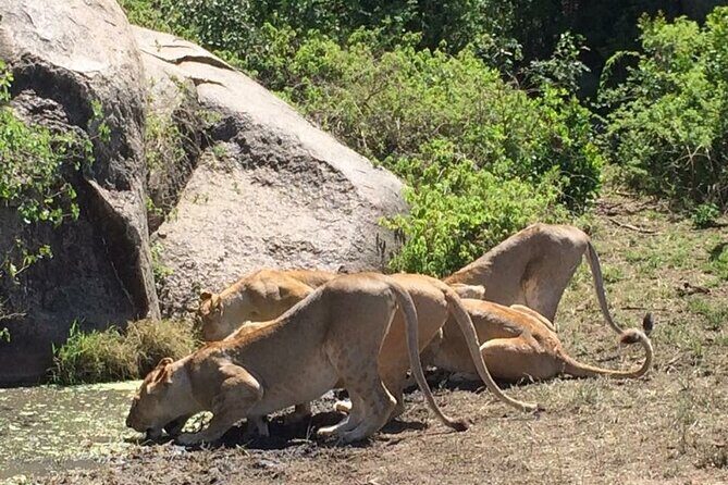 8 Days Green Season Offer - Luxury Serena Safari - FAQ
