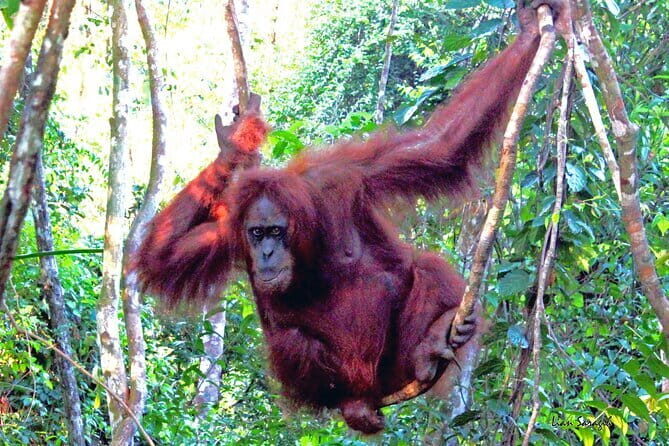 8 days group tour in Sumatra - The Sum Up