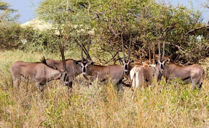 8 Days Harar, bale mountain and Awash safari tour. - The Sum Up: Is This Tour Right for You?