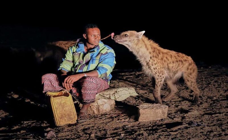8 Days Harar, bale mountain and Awash safari tour. - FAQ