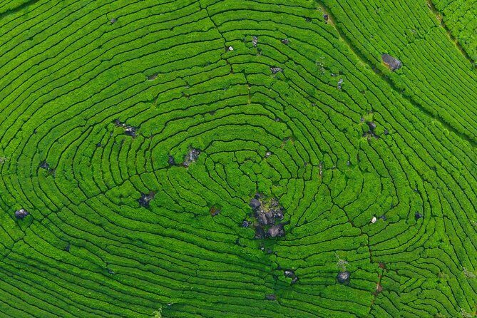 8 Days Kerala Private Tour (3 Star) with Munnar, Houseboat & Cab- Iris Holidays - A Deep Dive into the 8-Day Kerala Tour