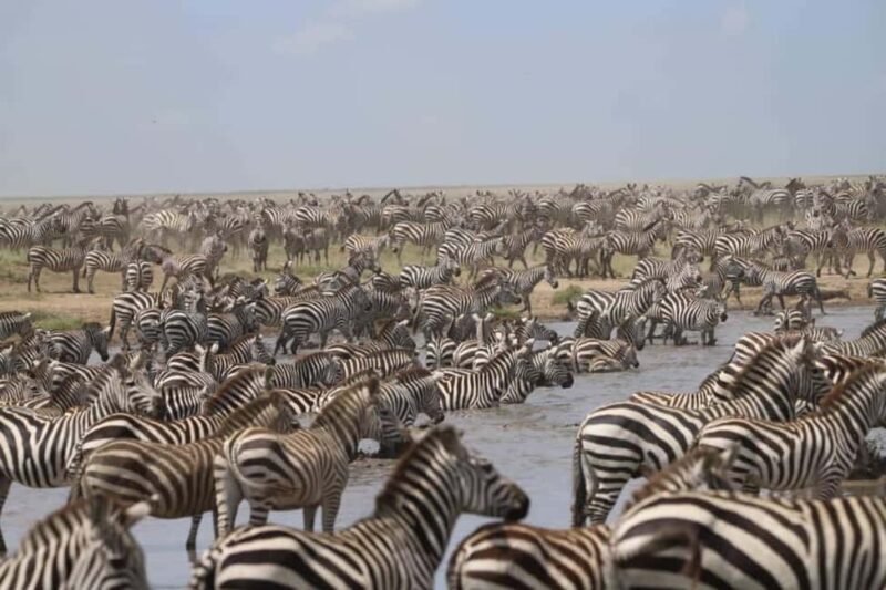8 Days Migration Safari in Tanzania (Serengeti, Ngorongoro) - Introduction: Is This Safari Right for You?