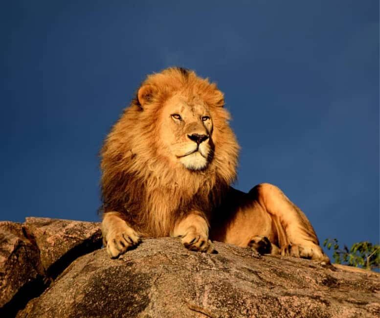 8 Days Migration Safari in Tanzania (Serengeti, Ngorongoro) - What Sets This Tour Apart?
