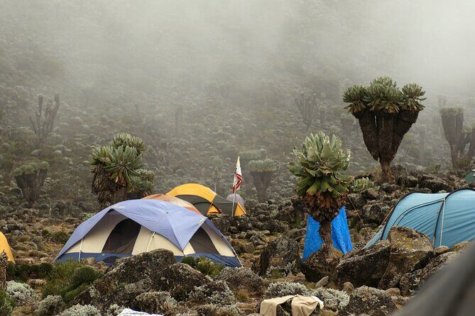 8 Days Mountain Kilimanjaro Lemosho Route - Who Should Consider This Tour?