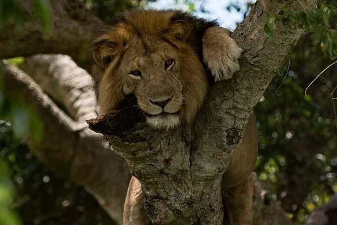 8 days Murchison Falls, Chimpanzee & Gorilla Trekking Safari - Discovering Uganda’s Natural Treasures